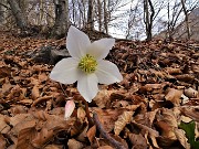 08 Ellebori in fiore